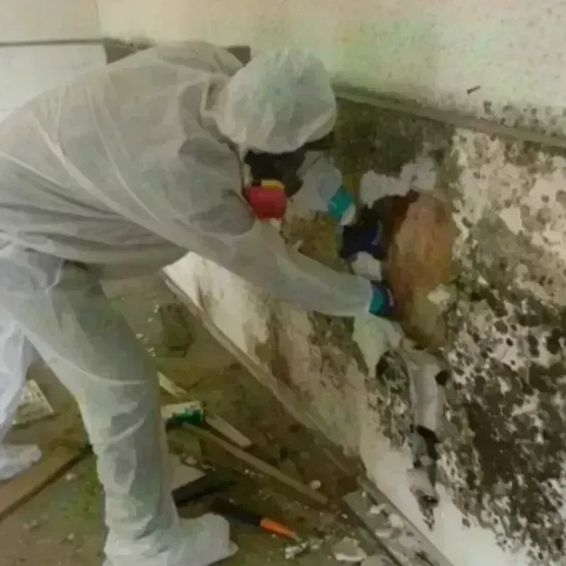 Mold Remediation and Removal in Sumter County, AL